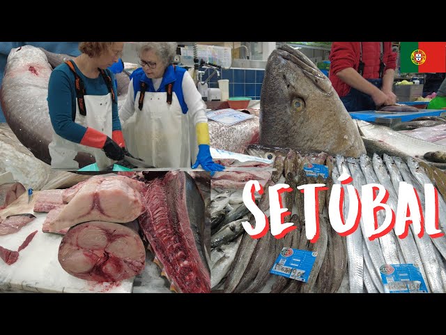 SETÚBAL Portugal Market l Mercado Do Livramento 🇵🇹 Visit the World's Best Fish Market