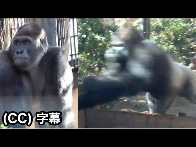 After an altercation with Silverback, Son Gorilla is still excited . Gentaro｜Momotaro family