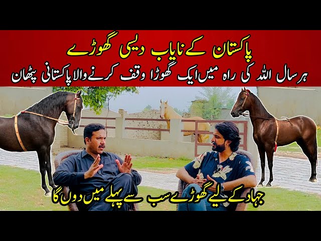 I Experienced the Most Beautiful Desi Horses of Pakistan at Khan Stud Farm