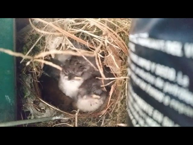 Carolina Wren Nest LIVE