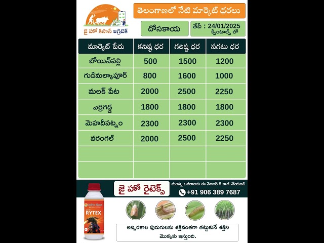 Ts market prices | Today Cucumber & Drumstick Market Rates Telangana @JaiHoKisan