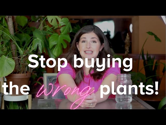 How to Pick the Right Houseplant for Your Lifestyle// Best Beginner Houseplants