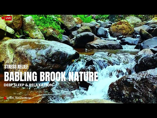 🔴 24/7 Relaxing Nature Sounds. Babbling Brook Sounds | Relaxing Stream Sounds for Deep Sleep