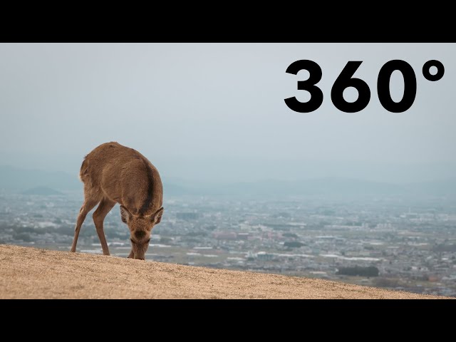 A prayer over NARA, 360 film