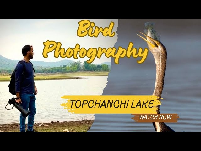 Bird photography in Topchanchi Lake, Dhanbad | Tourist places in Dhanbad Jharkhand | Birds of India