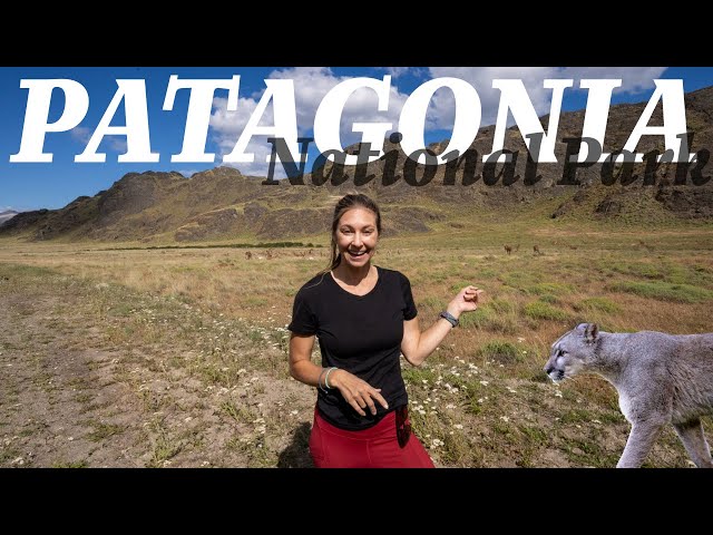 Face to Face with a Puma in Park Patagonia - Route of the Parks PART TWO