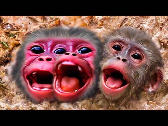 Twin Tornadoes Restless Baby Monkey Fun.