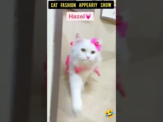 Cat Appearing in Fashion Show 😂😱  #Shorts #FunnyCat #Cat