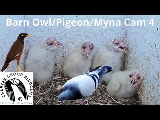 LIVE Pigeon/Kestrel/Barn Owl/Myna Israel Cam 4|תנשמות| The Charter Group of Wildlife Ecology