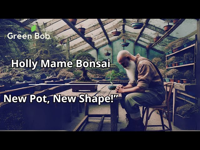 Repotting a Mame Holly Bonsai: Pruning, Wiring & Styling