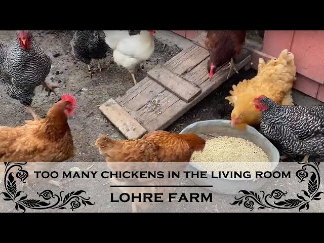 Chickens In The Living Room