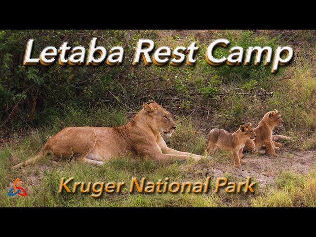 Letaba Rest Camp Review Kruger National Park Vlog