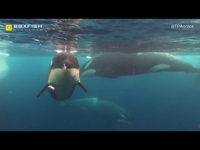 Boxfish Antarctica Video Series. Type C Killer whales