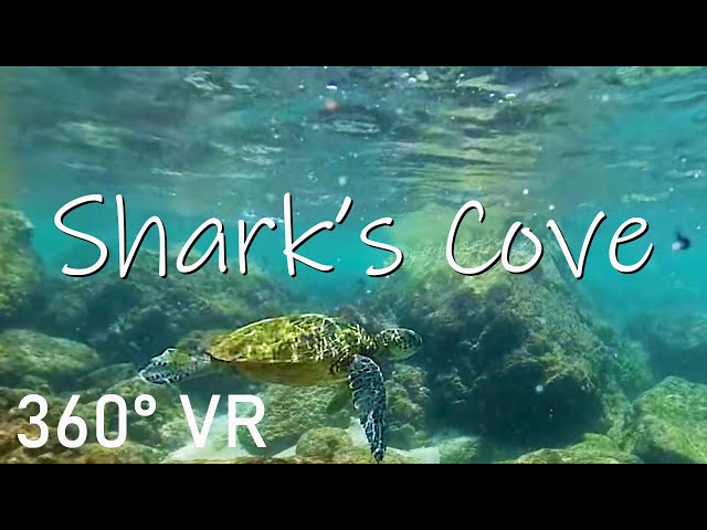 Looking for Sea Turtles at Shark's Cove (360 4K VR) | Oahu, Hawaii