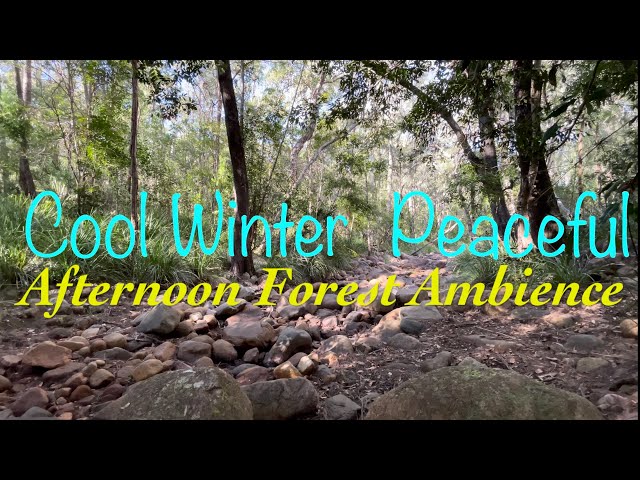 Ambience Afternoon in the Cool Peaceful Winter Forest