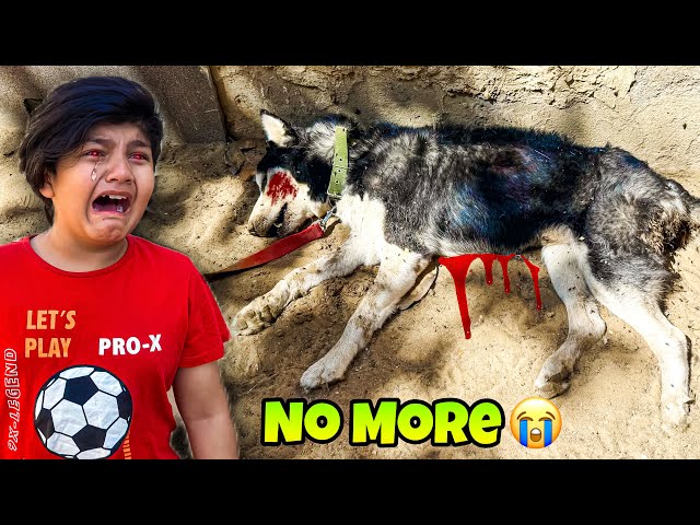 Our Husky dog is no more 😳 || itna experience husky dog mar gaya ||  Ali ka ro ro k bura hall ||