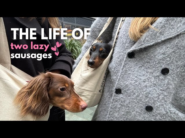 Mini Dachshunds Refuse To Walk - What Now?