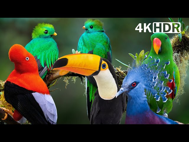 World's Most Exotic Birds | Relaxing Bird Sounds | Breathtaking & Soothing Nature | Stress Relief