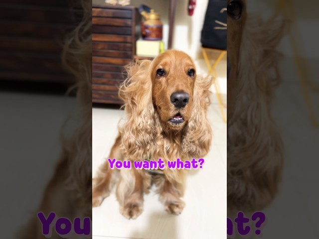 Chocolate is bad for your Dog.. #yt #doglover #spaniel #cute #goviral