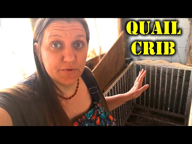 Repairing the Quail Crib Enclosure in 3 Steps || Baby Crib Converted to Quail Enclosure