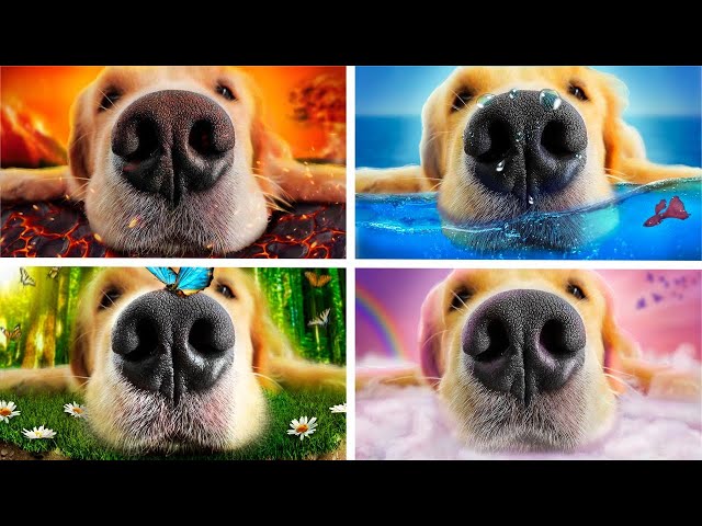 We Adopted Fire, Water, Air and Earth Pet || Four Elements Dogs