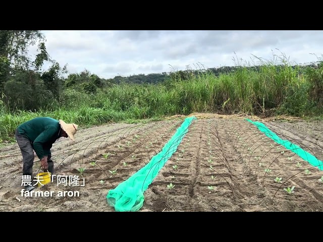 白花椰菜栽苗半個月不長～土地乾旱缺水補求「法」