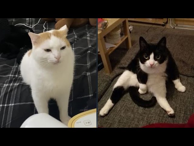 Funny Moments of Cats | Funny Video Compilation - Fails Of The Week #31