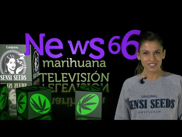 Cultivo  en COCO de la MARIHUANA, Sorteo WEEDBOX, Nueva variedad SATIVA de Sensi Seeds. NEWS 66