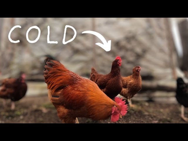 Homesteading 101 - Keeping Chickens WARM this Winter!!