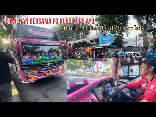 BIKIN CANDU‼️ MENIKAMTI TELOLET BERSAMA DRIFER KUPU KUPU AYU