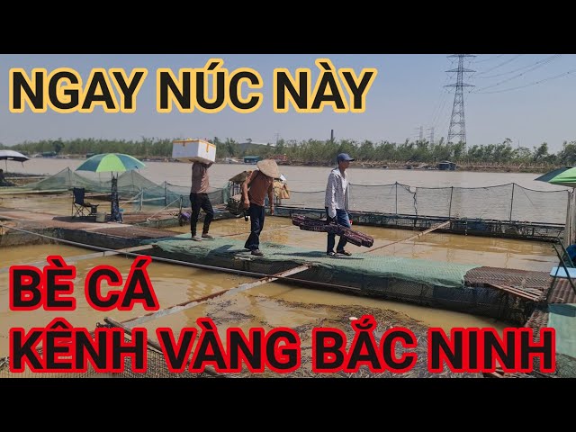 Du lịch bụi và câu cá phát trực tiếp!Bè dịch vụ 30 k của anh Toán Vuông Kênh Vàng Bắc Ninh#fishing