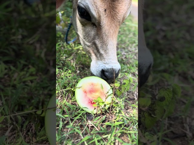 Little cow eating watermelon ￼