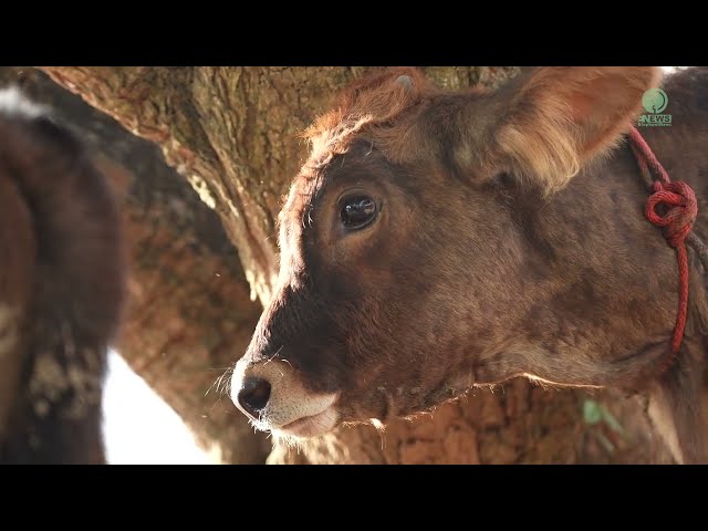 A New Life for Three Cows Rescued from the Slaughterhouse - ElephantNews