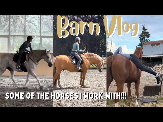 5 HORSES IN 1 DAY | Train Horses with Me!