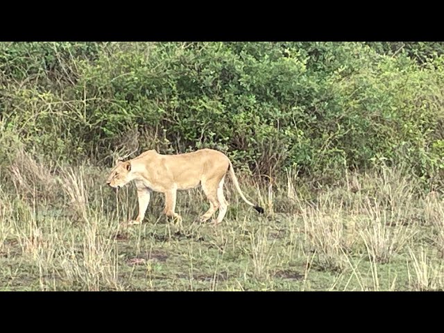 BEST WILDLIFE TO SEE AT A SAFARI PARK // NAIROBI NATIONAL PARK TOUR