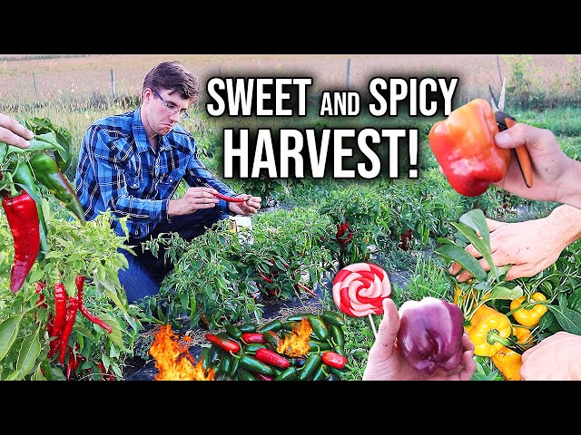 SWEET and SPICY Pepper Harvest Like Never Before!