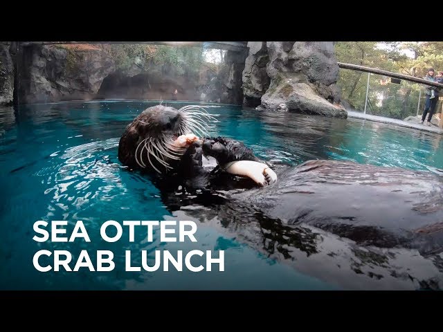 Sea Otter Lincoln Gets Crunchy with a Crab