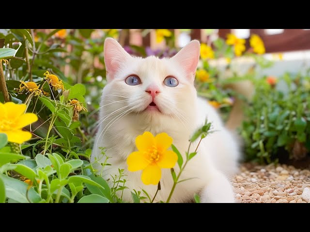 Super Gentle Music for Cats - Calming Sounds to Make Your Cat Happy, Cat Entertainment Melodies