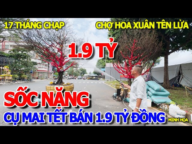 QUÁ SỐC - CỤ MAI TẾT 70 TUỔI RAO BÁN 1.9 TỶ NGAY CHỢ HOA XUÂN LỚN NHẤT SÀI GÒN - TÊN LỬA BÌNH TÂN