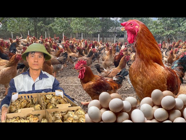 165 days: Start a business with a free-range chicken farming model - poultry farming