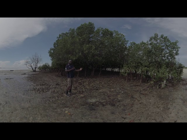 360 Gazi Bay Aramco Restoration Site, Kenya