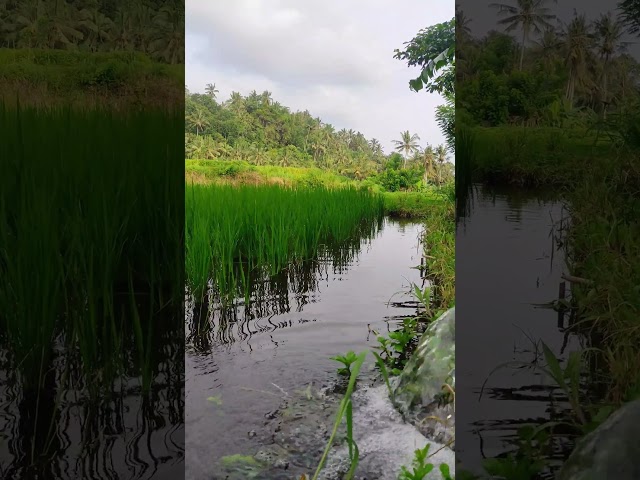 ASMR beautiful village nature #shorts #village #asmr