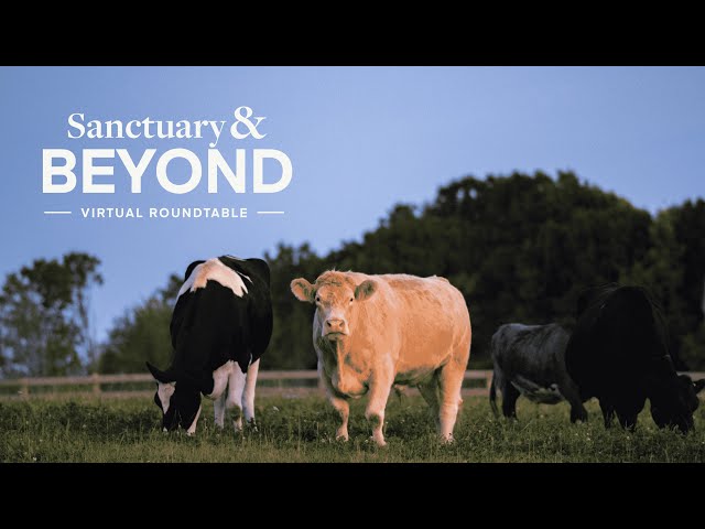 Sanctuary & Beyond: Exclusive Look At Where We've Been And What's To Come