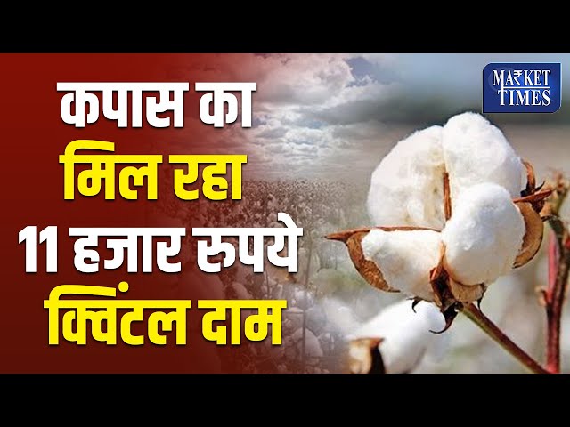 कपास का मिल रहा 11 हजार रुपये क्विंटल दाम #kapas  #bhav  #fasal #indianfarmars  #farmers  #cotton