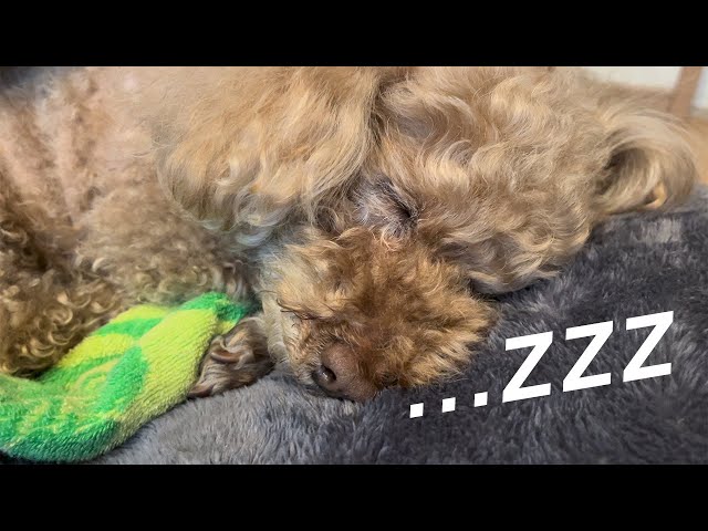 ASMR Dog Sleep🐶 – Marichan’s Peaceful Nap in Japan #snore #sleepdog #asmr