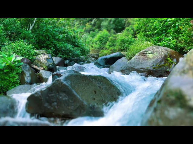 Beautiful Relaxing Stream Sounds - Harmonious Flow for Calm and Comfort