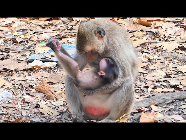 Young Mother macaques MARILY grooming newborn MARIA and give milk