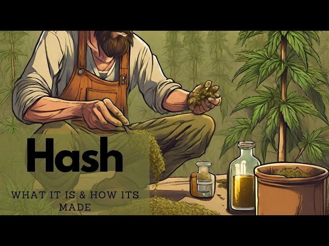 What is Hash? A guide to hashish, its history, and how its made.