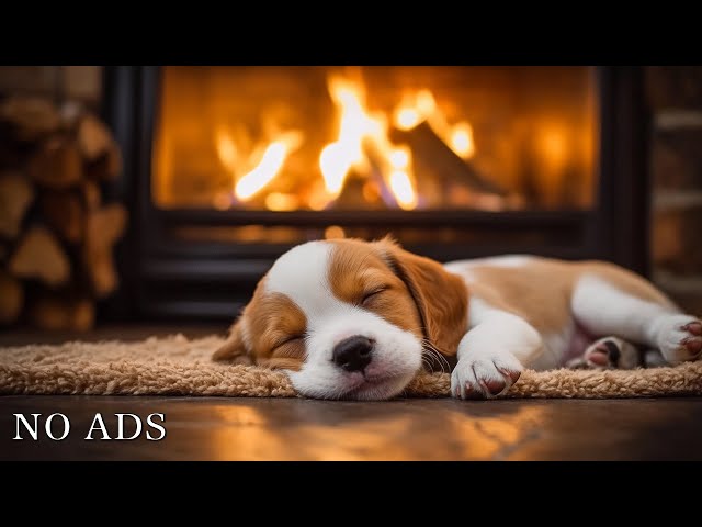 Deep sleep music for dogs🐶Anti-anxiety music for dogs🐶Music help your dog sleep after 30minutes