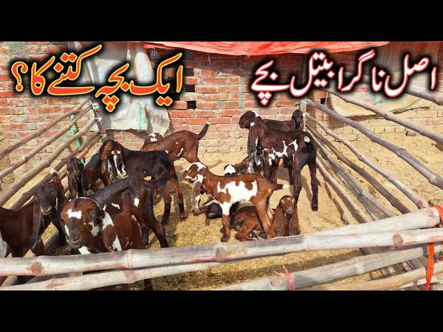 AMRITSERY NAGRA BEETAL GOAT BABY OF KAMALIA GOAT FARM | BREEDER GOAT KIDS